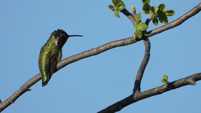Costa's Hummingbird - ML384504131
