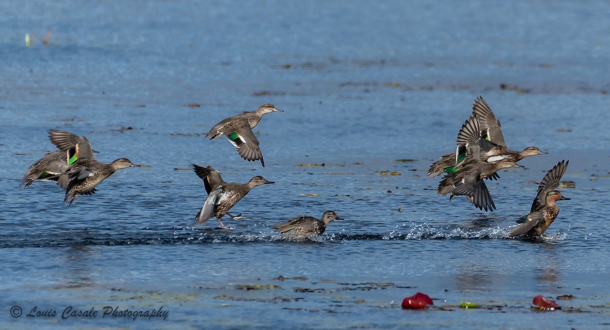 Green-winged Teal - ML384504661