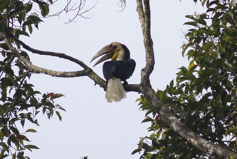 Wreathed Hornbill - Michael Todd