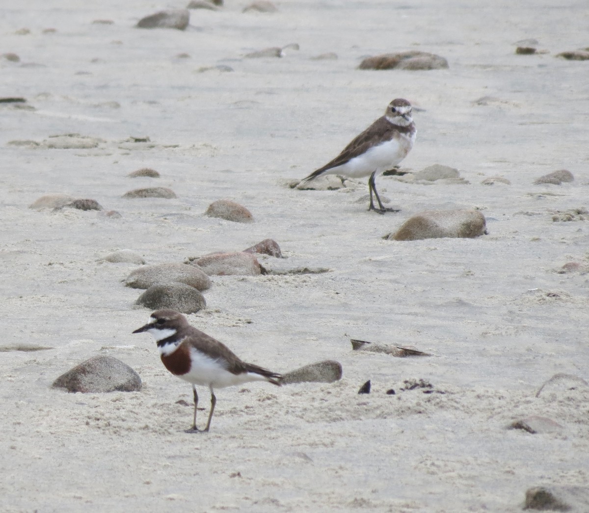 Double-banded Plover - ML38451011