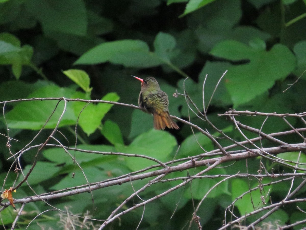 Gilded Hummingbird - Alan Martin