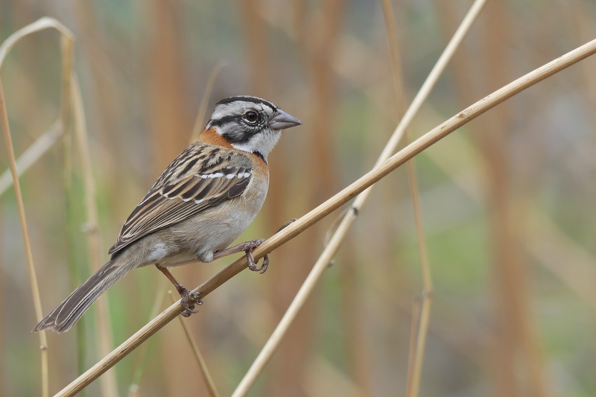 Rufous-collared Sparrow - ML384515291