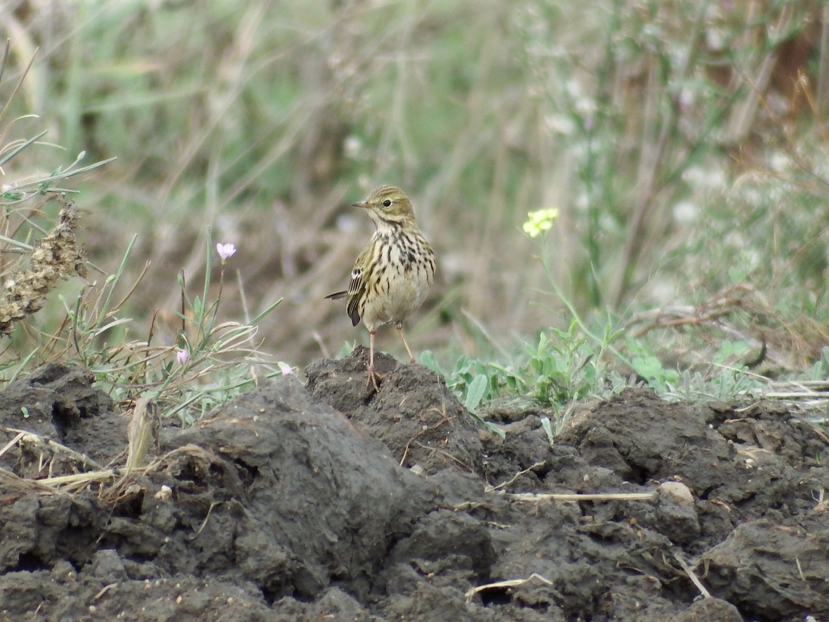 Meadow Pipit - ML384520831