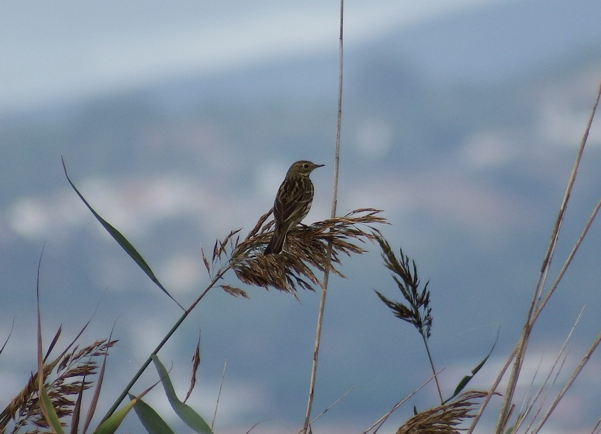 Meadow Pipit - ML384520921