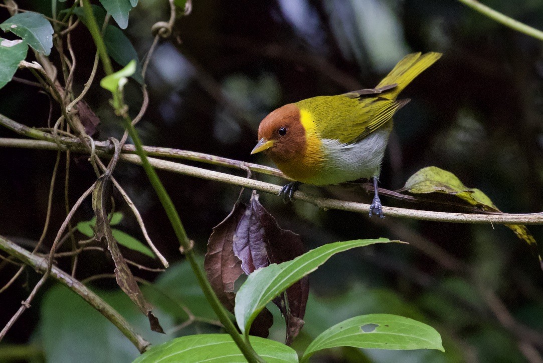 Rufous-headed Tanager - ML384525271