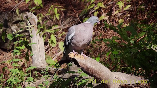 Common Wood-Pigeon - ML384525341