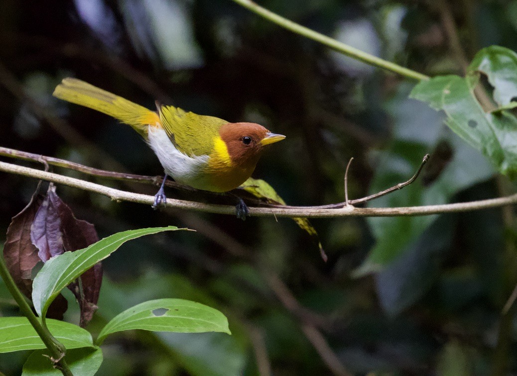 Rufous-headed Tanager - ML384525851