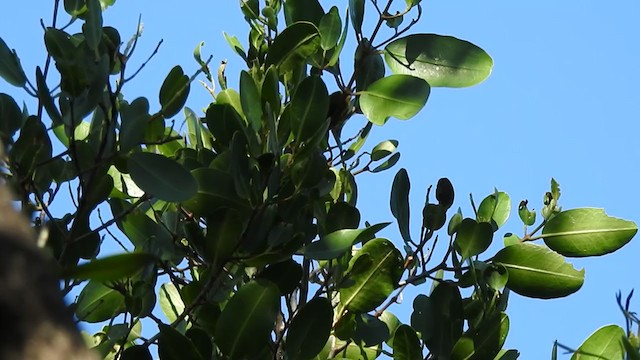 Black-throated Green Warbler - ML384526551