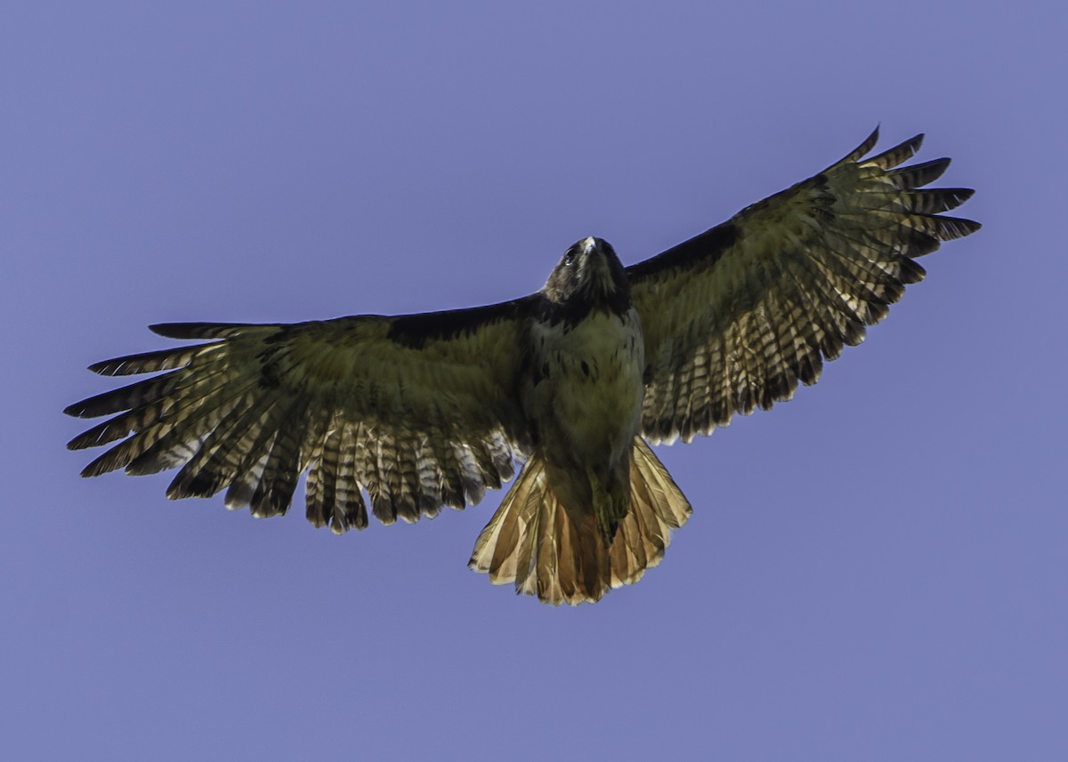 Red-tailed Hawk - ML384540461