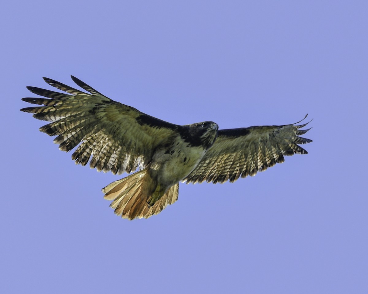 Red-tailed Hawk - Gabriel Cordón