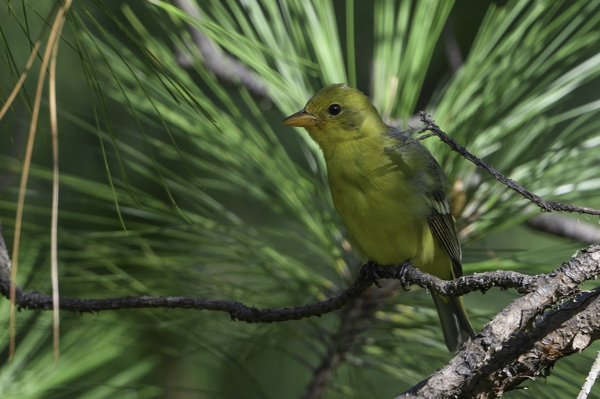 Western Tanager - ML384546691