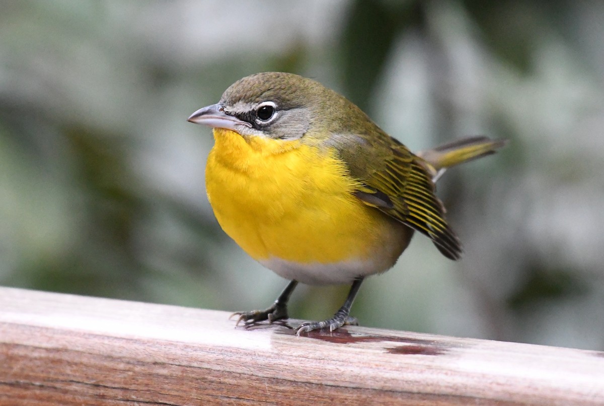 Yellow-breasted Chat (virens) - ML384548661