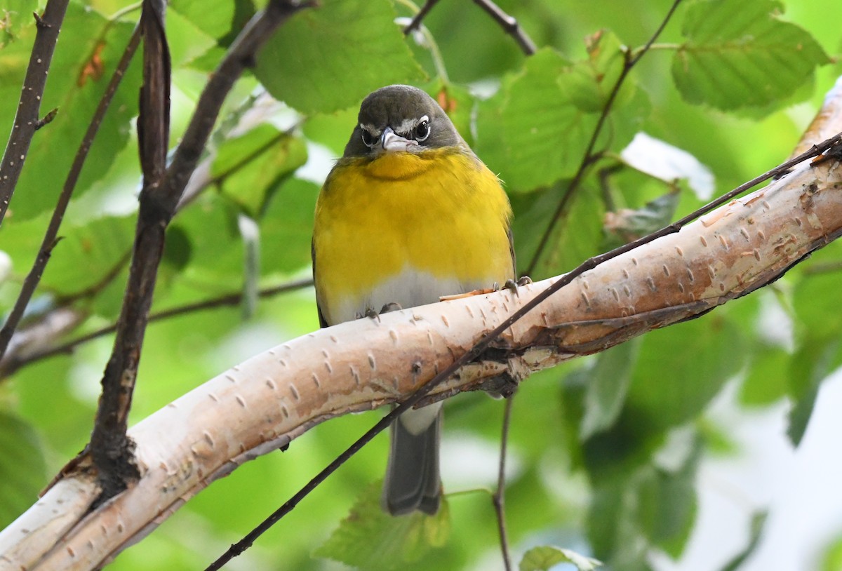 Yellow-breasted Chat (virens) - ML384548771
