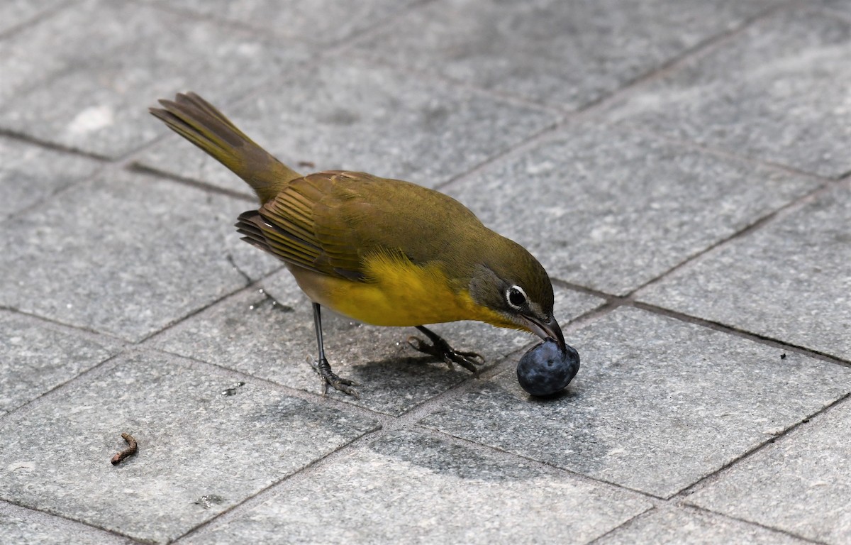 Yellow-breasted Chat (virens) - ML384548901