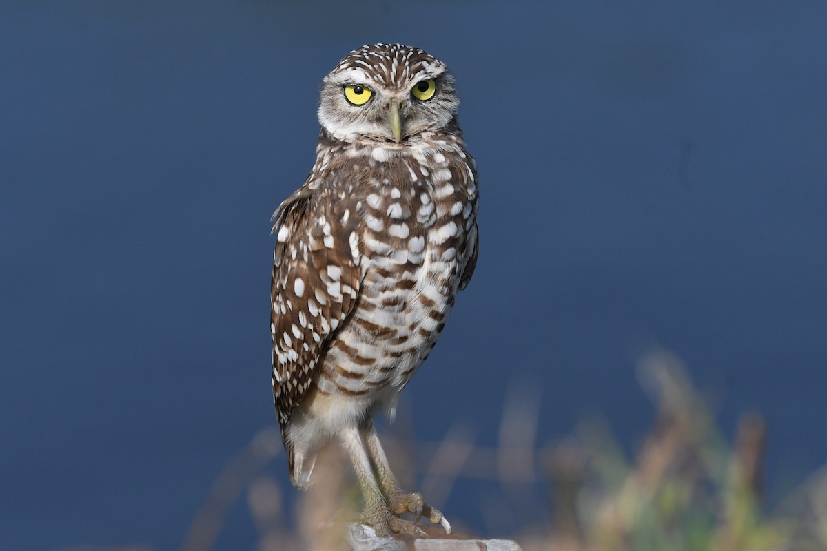 Burrowing Owl - Clay Bliznick