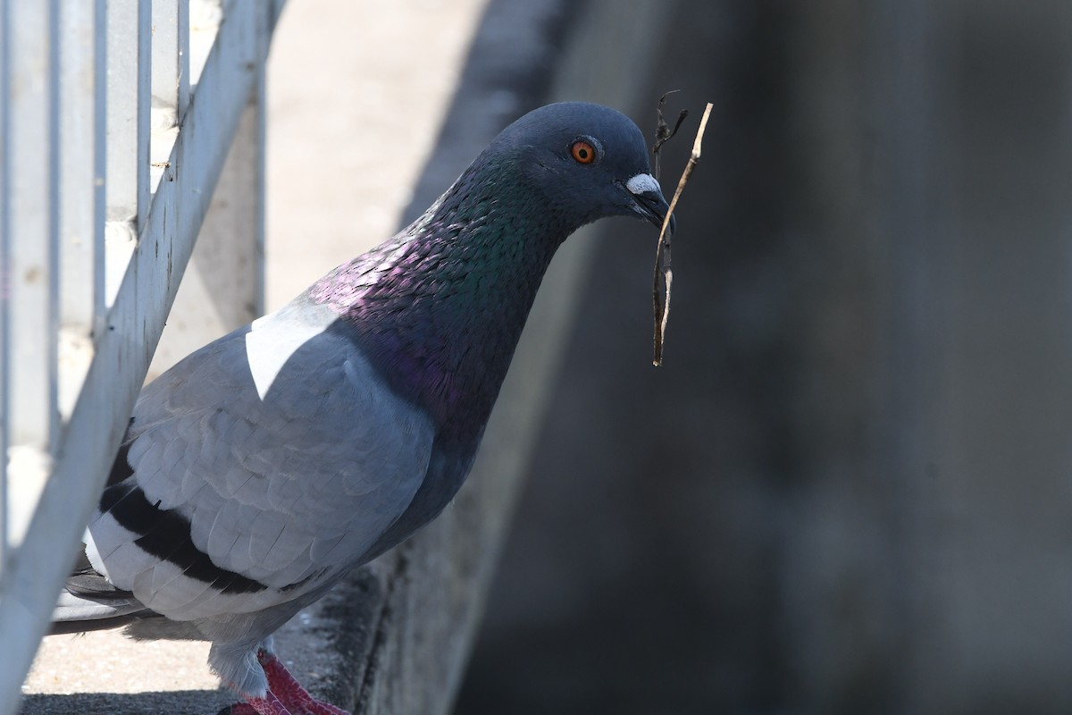 Rock Pigeon (Feral Pigeon) - ML384559311