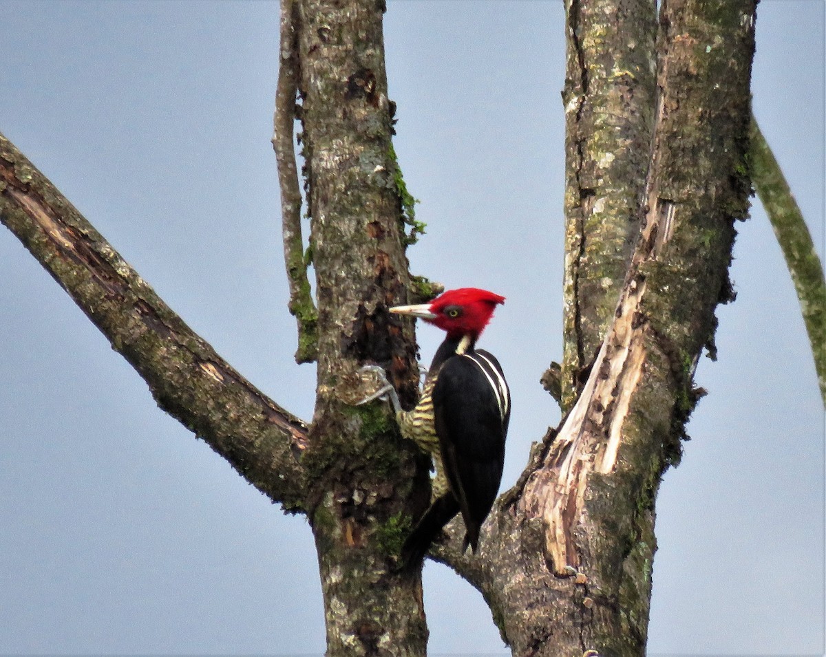 Pale-billed Woodpecker - ML38456351