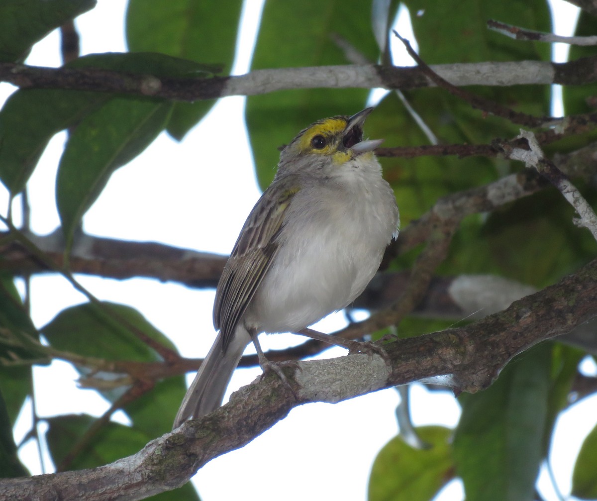 Yellow-browed Sparrow - ML384563851