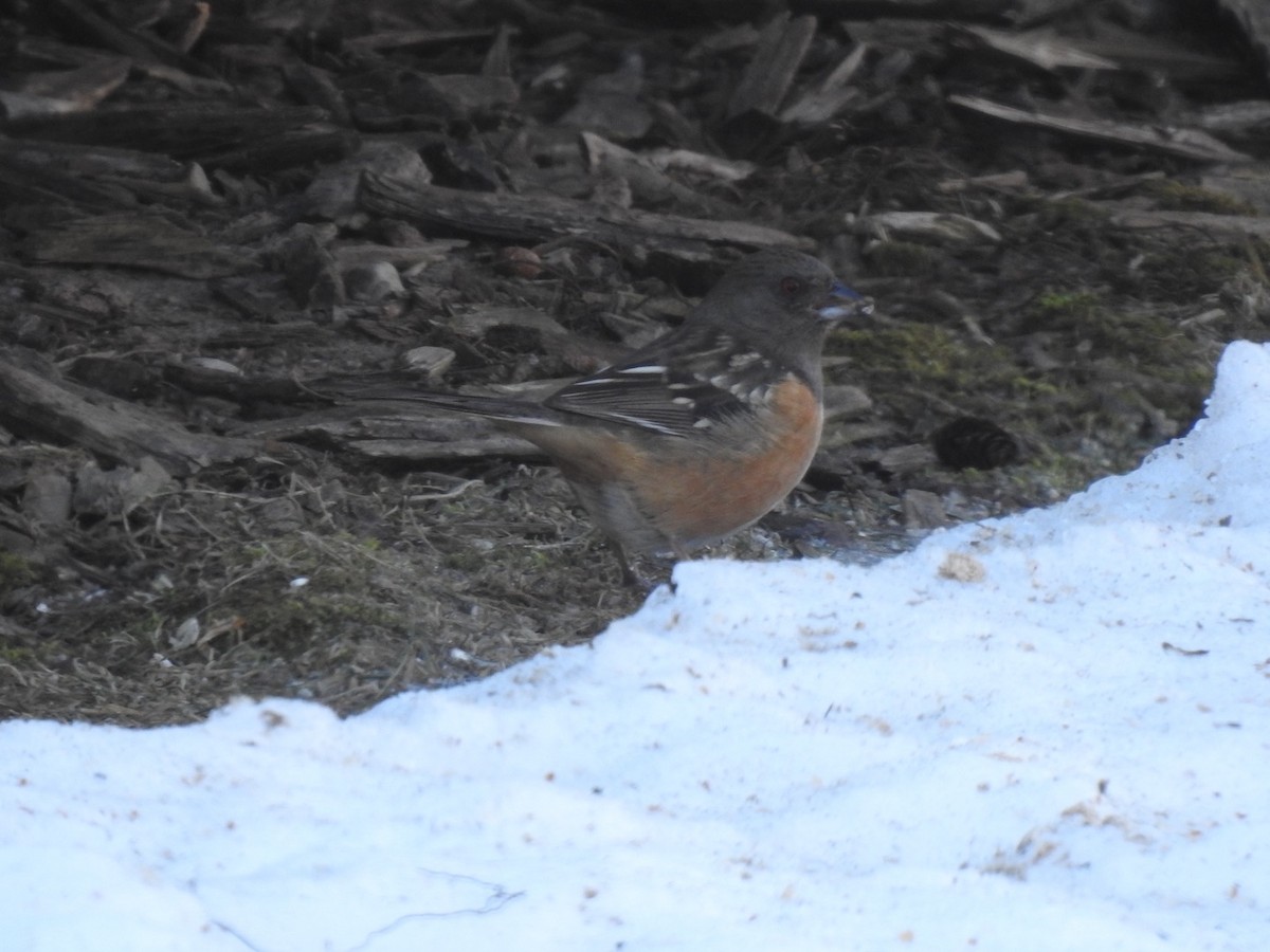 Spotted Towhee - ML384563941
