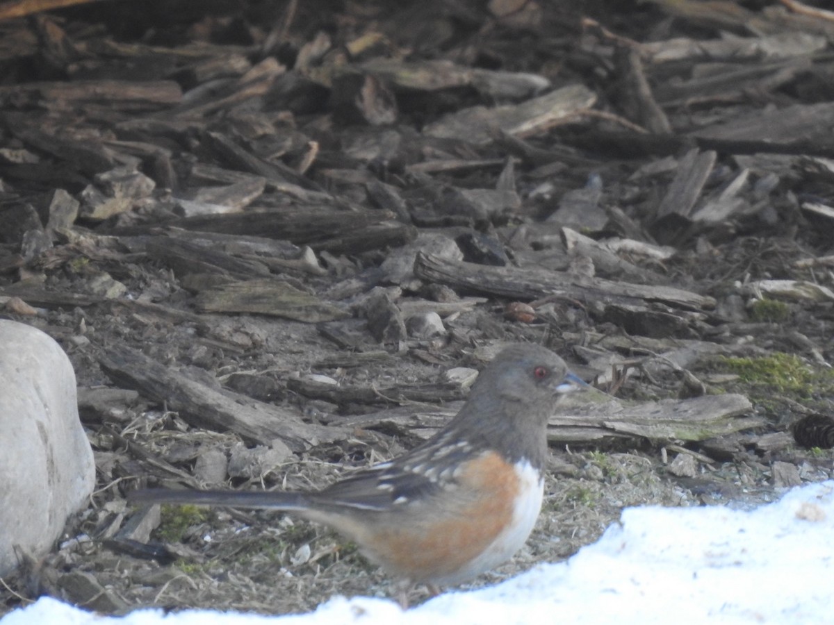 Spotted Towhee - ML384563971