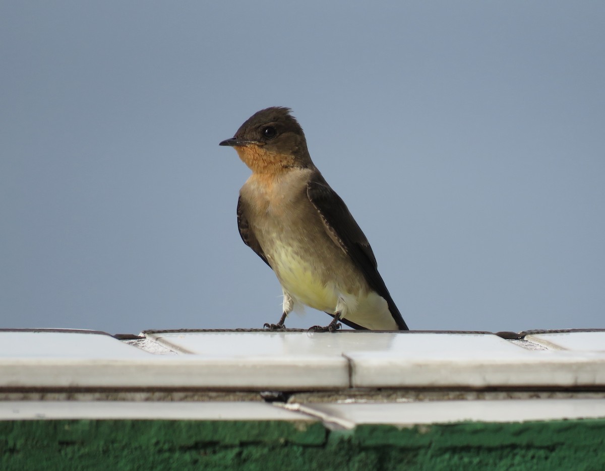 Southern Rough-winged Swallow - ML384564221