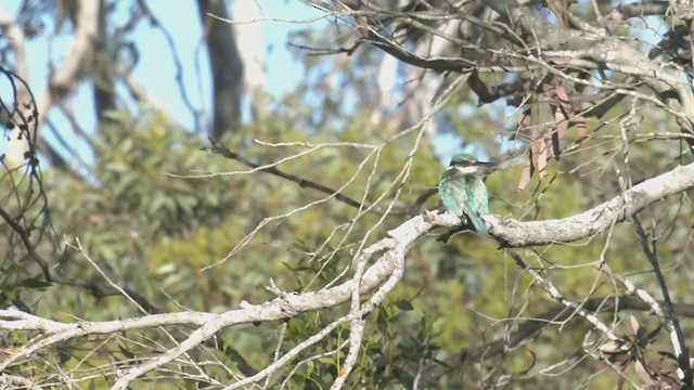 Sacred Kingfisher (Australasian) - ML384565851
