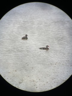 Black-bellied Whistling-Duck, ML384566391