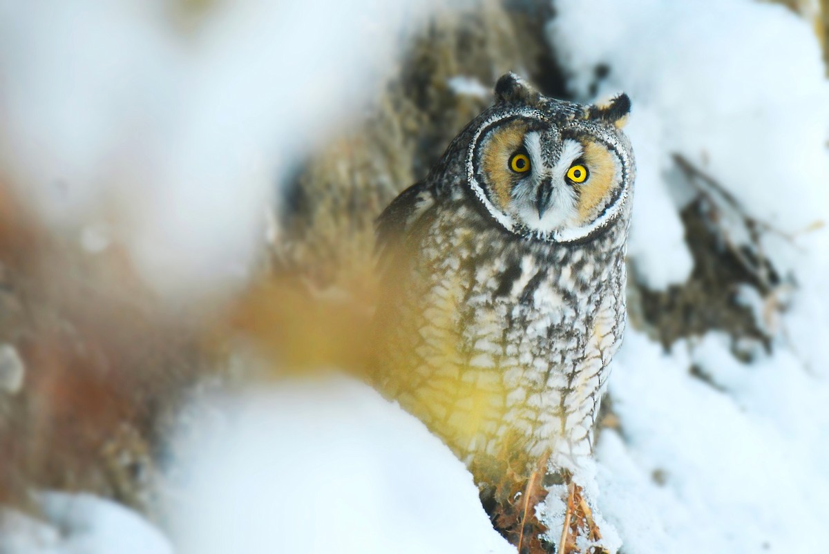 Long-eared Owl - Asher  Warkentin