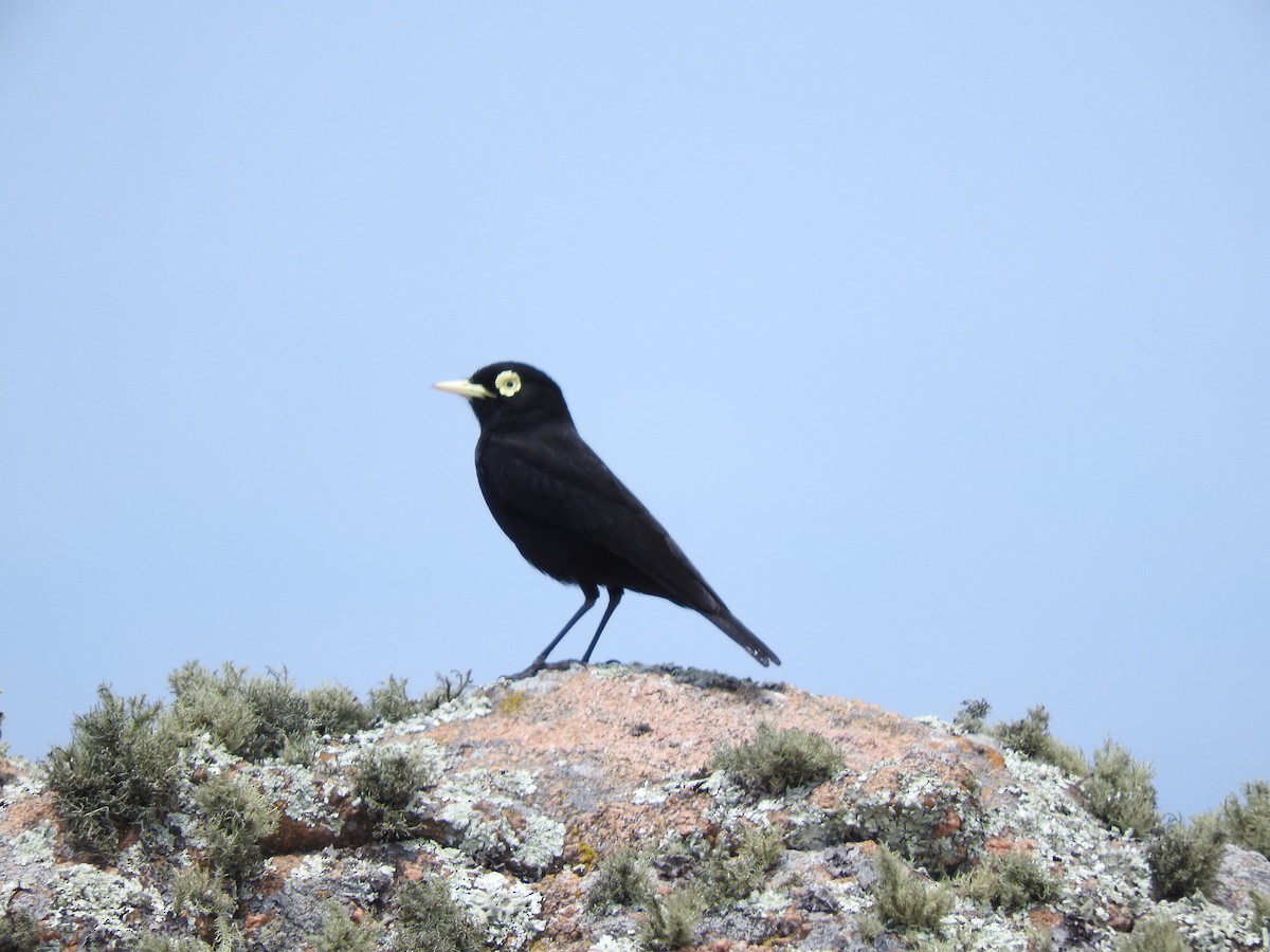 Spectacled Tyrant - ML384571911