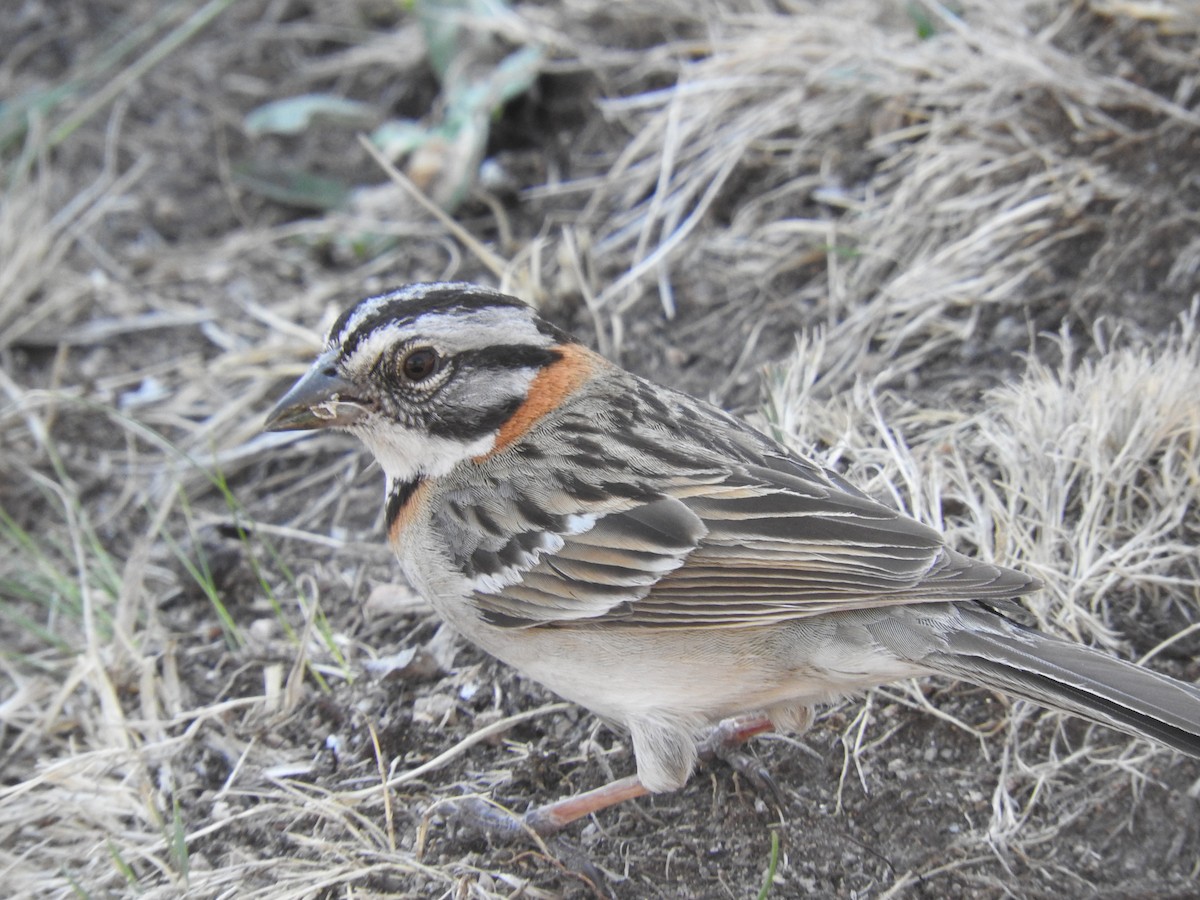 Rufous-collared Sparrow - ML384572891