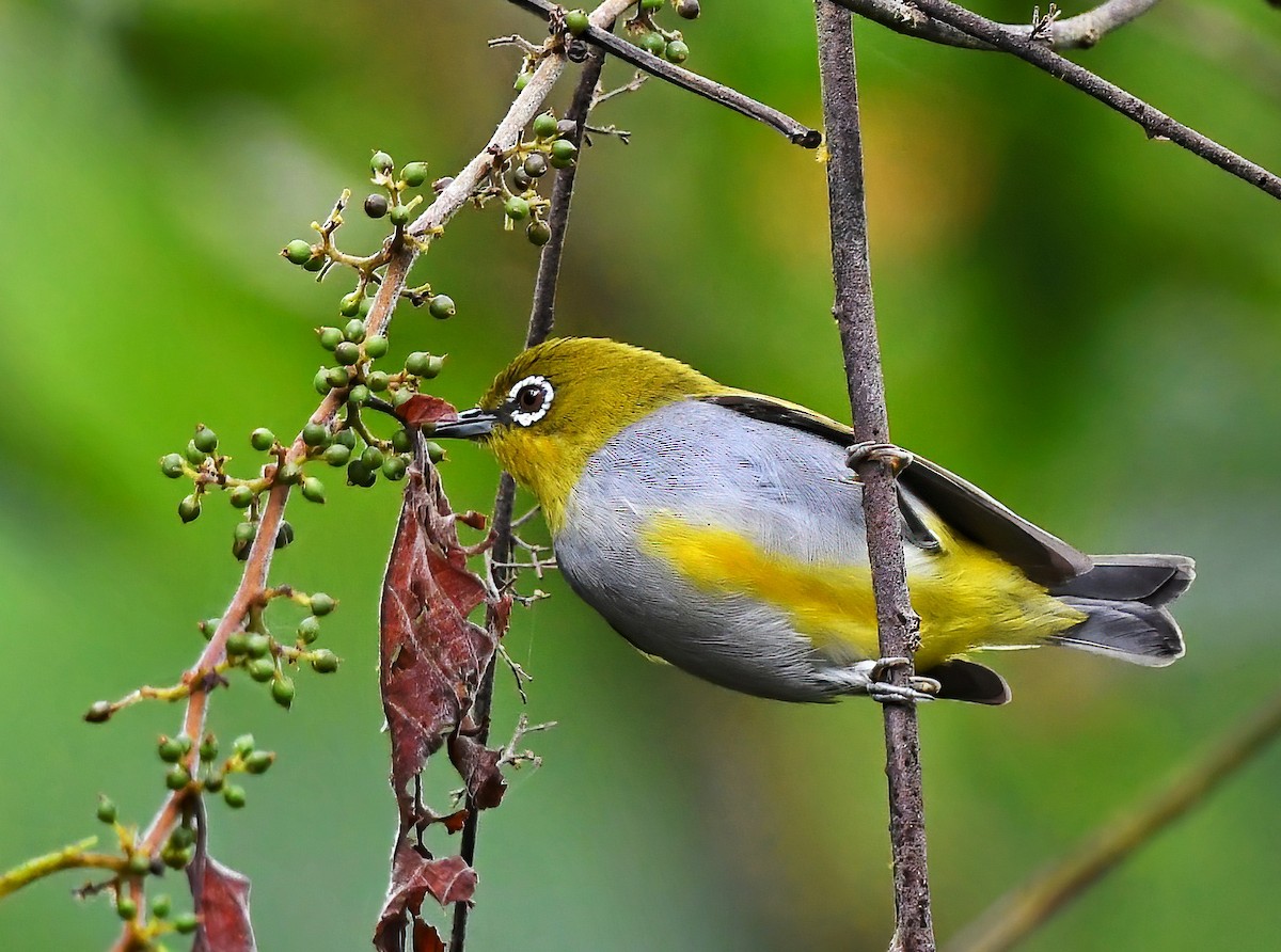 Hume's White-eye - ML384580871