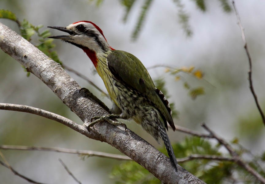 Cuban Green Woodpecker - ML38458451