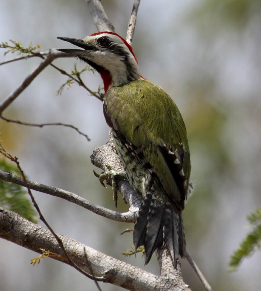 Cuban Green Woodpecker - ML38458461
