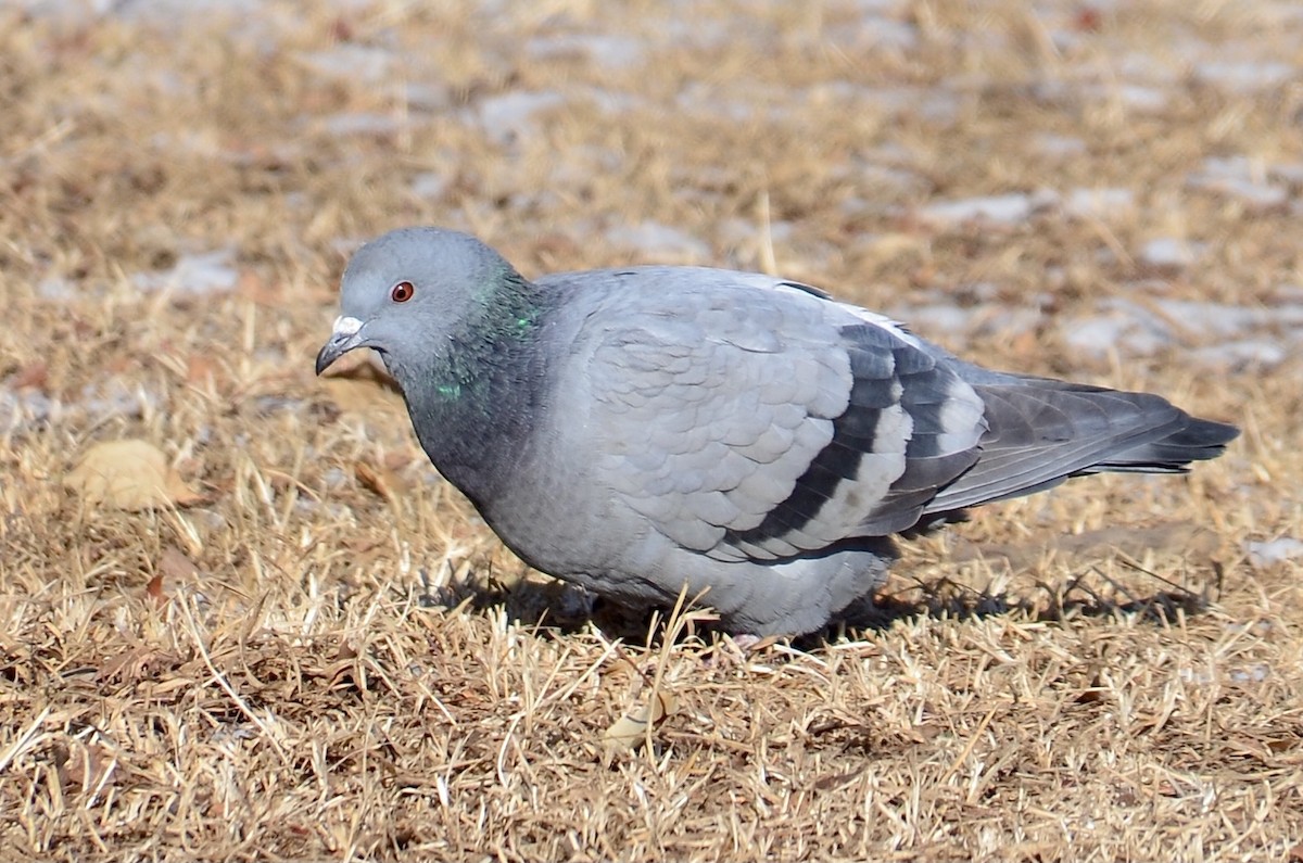 Rock Pigeon (Feral Pigeon) - Jugdernamjil Nergui