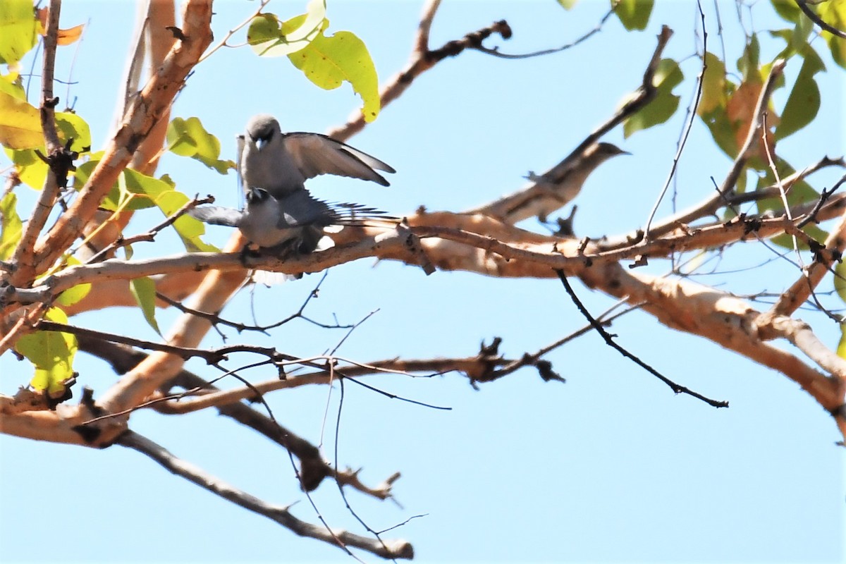 Black-faced Woodswallow (Black-vented) - ML384591241