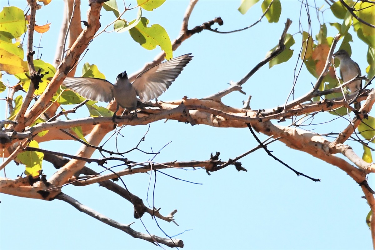 Black-faced Woodswallow (Black-vented) - ML384591251