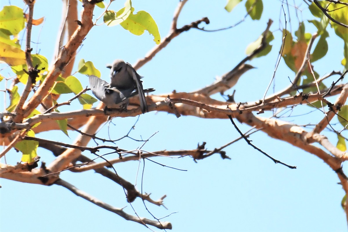 Black-faced Woodswallow (Black-vented) - ML384591261