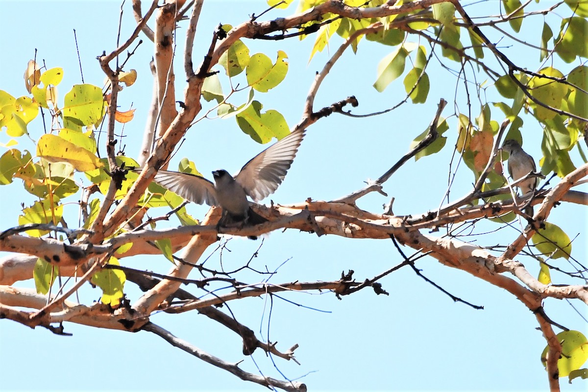 Black-faced Woodswallow (Black-vented) - ML384591271