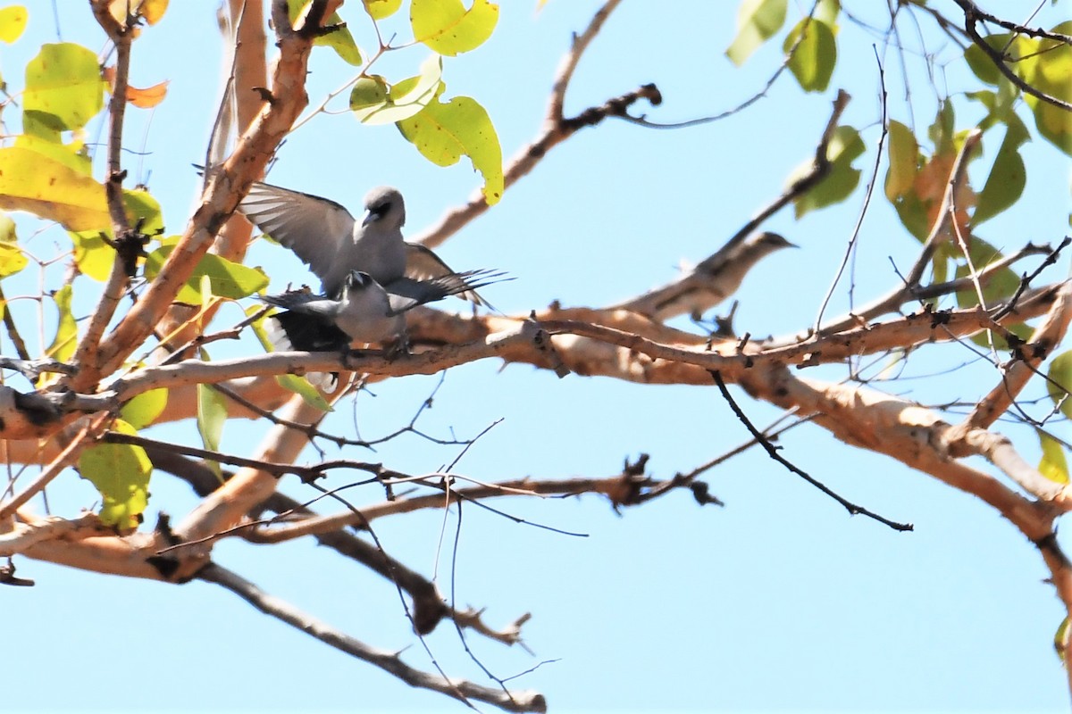 Black-faced Woodswallow (Black-vented) - ML384591281