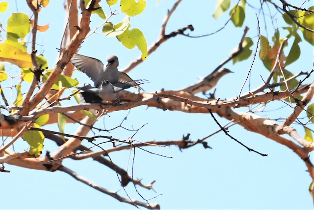 Black-faced Woodswallow (Black-vented)