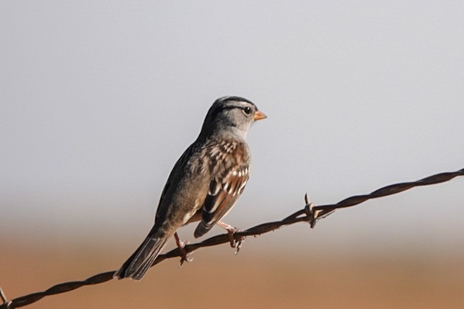 White-crowned Sparrow - ML384593291
