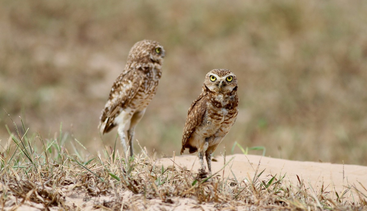 Burrowing Owl (guadeloupensis Group) - ML38459751