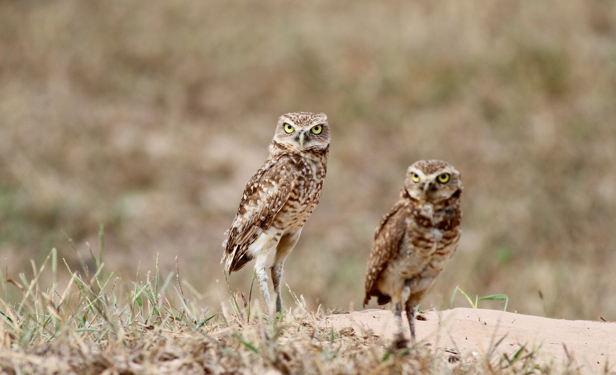 Burrowing Owl (guadeloupensis Group) - Jay McGowan
