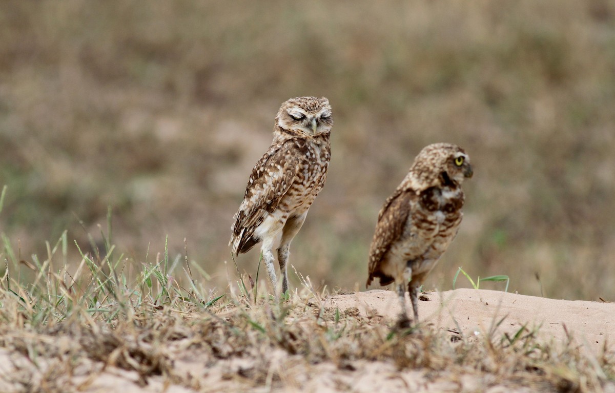 Burrowing Owl (guadeloupensis Group) - ML38459771