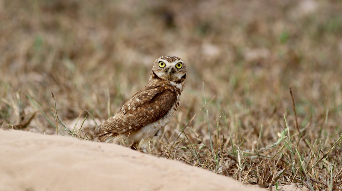 Burrowing Owl (guadeloupensis Group) - ML38459781