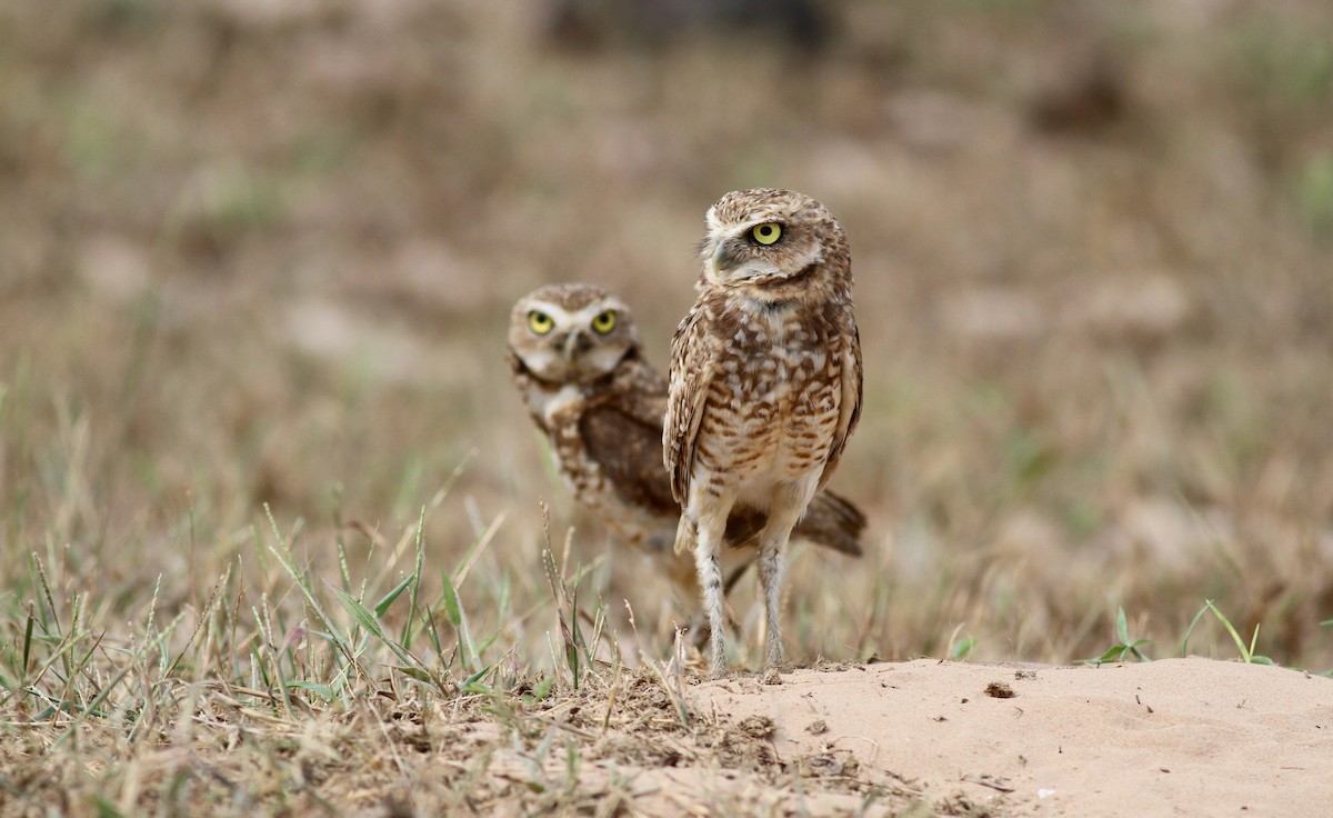 Burrowing Owl (guadeloupensis Group) - ML38459811