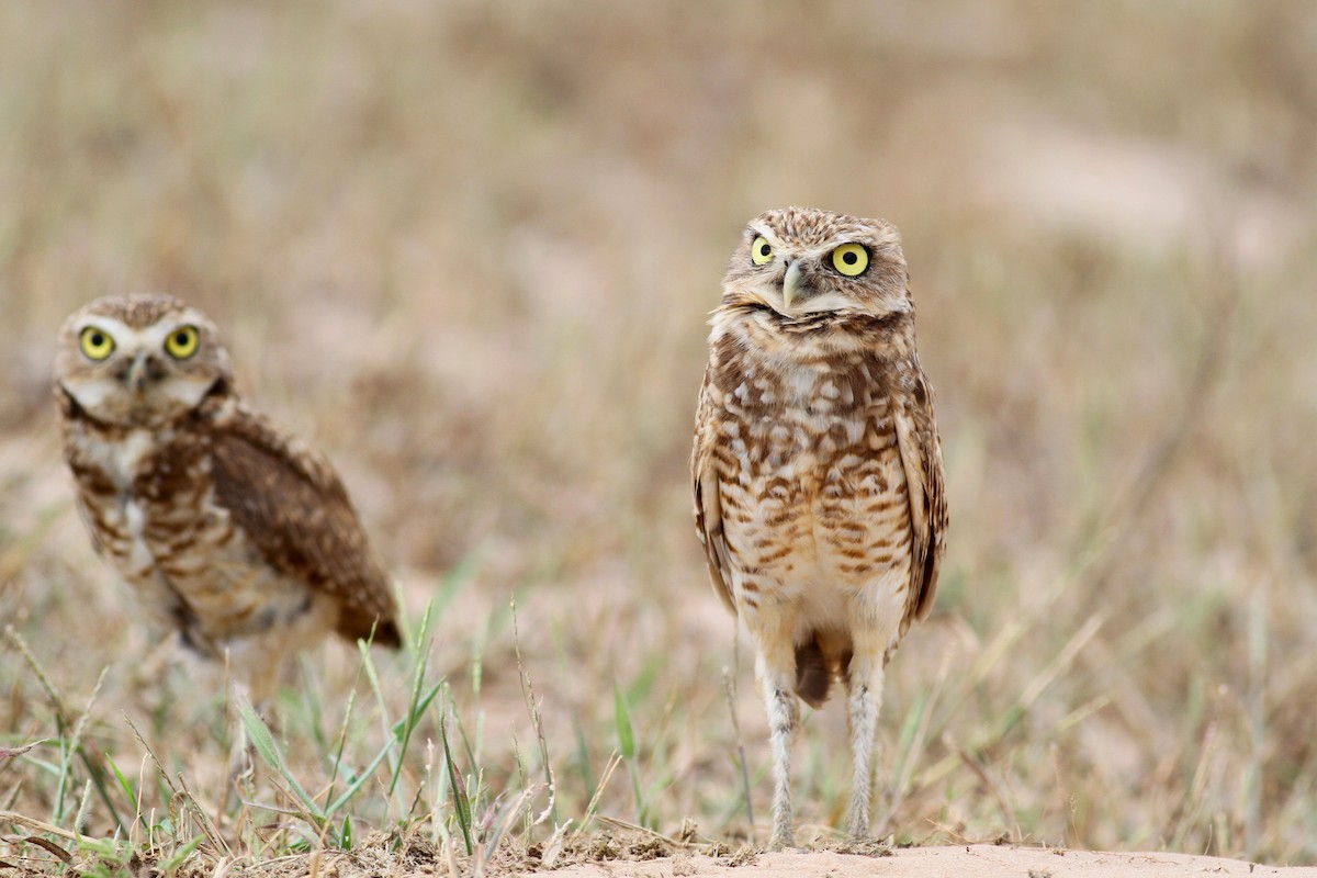 Burrowing Owl (guadeloupensis Group) - ML38459821