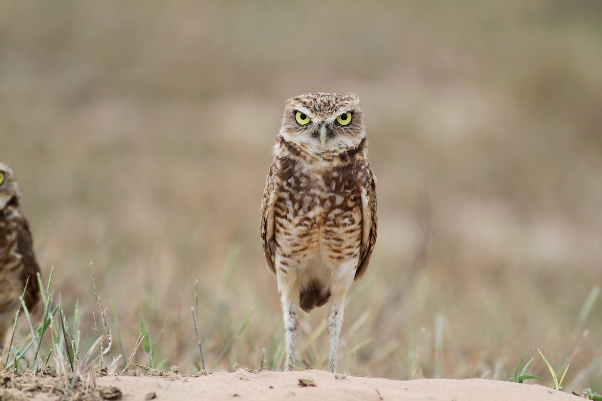 Burrowing Owl (guadeloupensis Group) - ML38459831