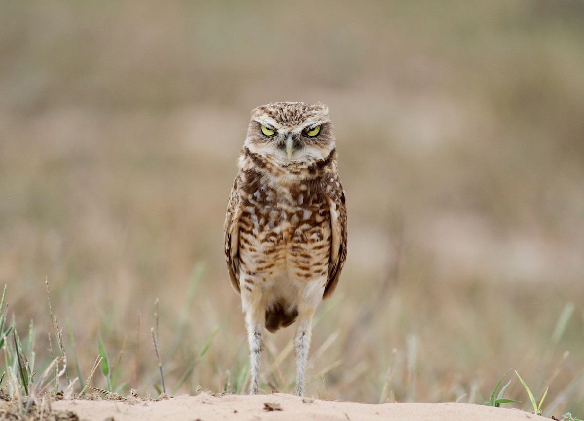 Burrowing Owl (guadeloupensis Group) - ML38459851