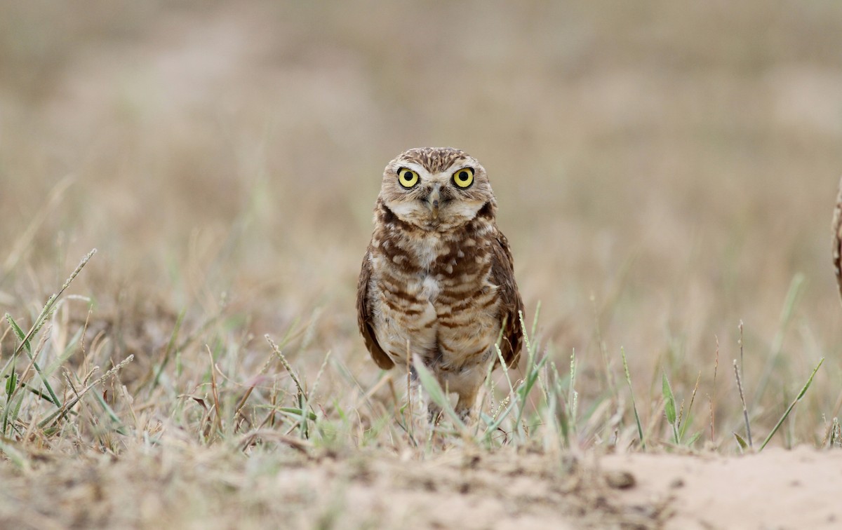 Burrowing Owl (guadeloupensis Group) - Jay McGowan